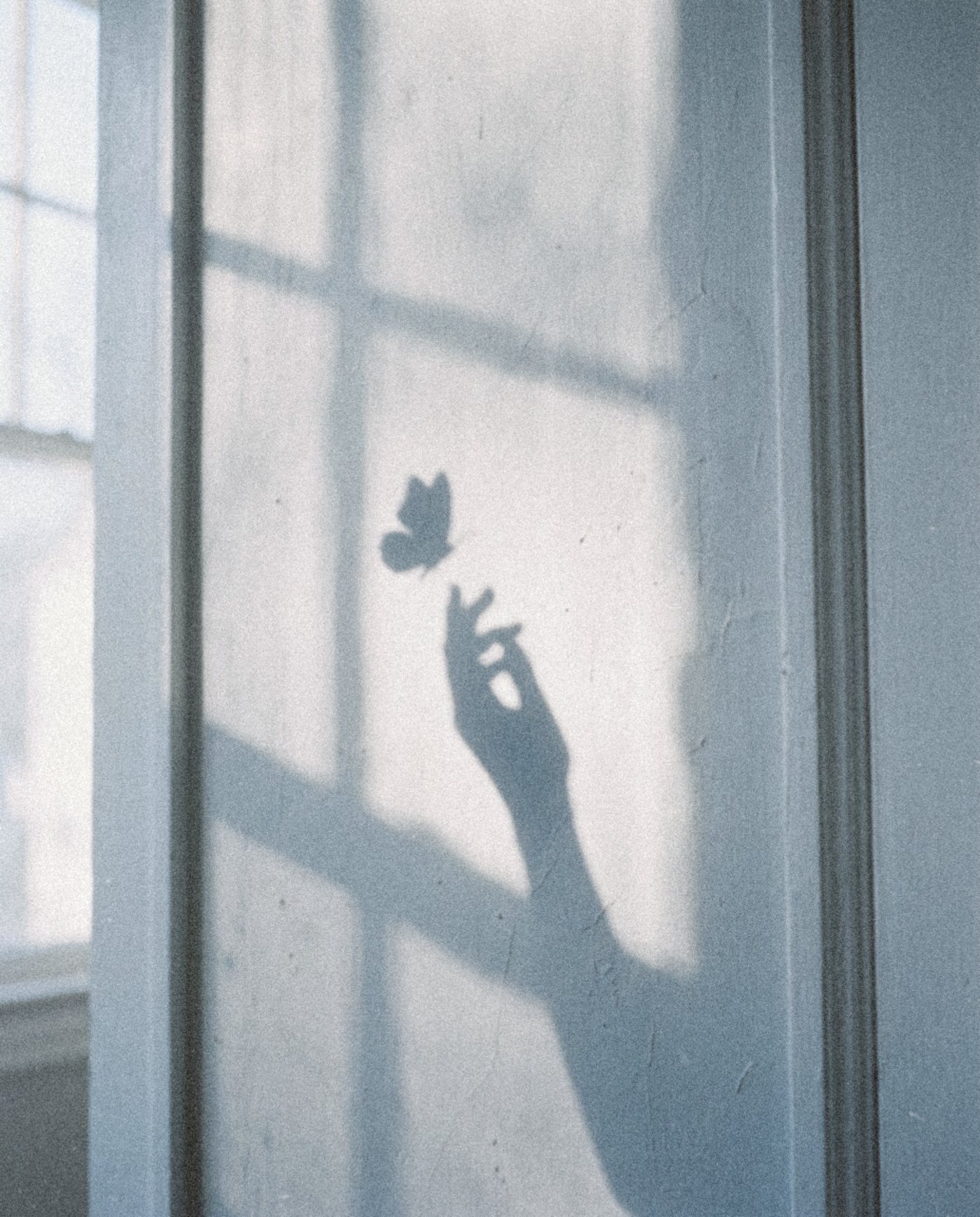 The shadow of a hand reaching for a butterfly on a pale wall