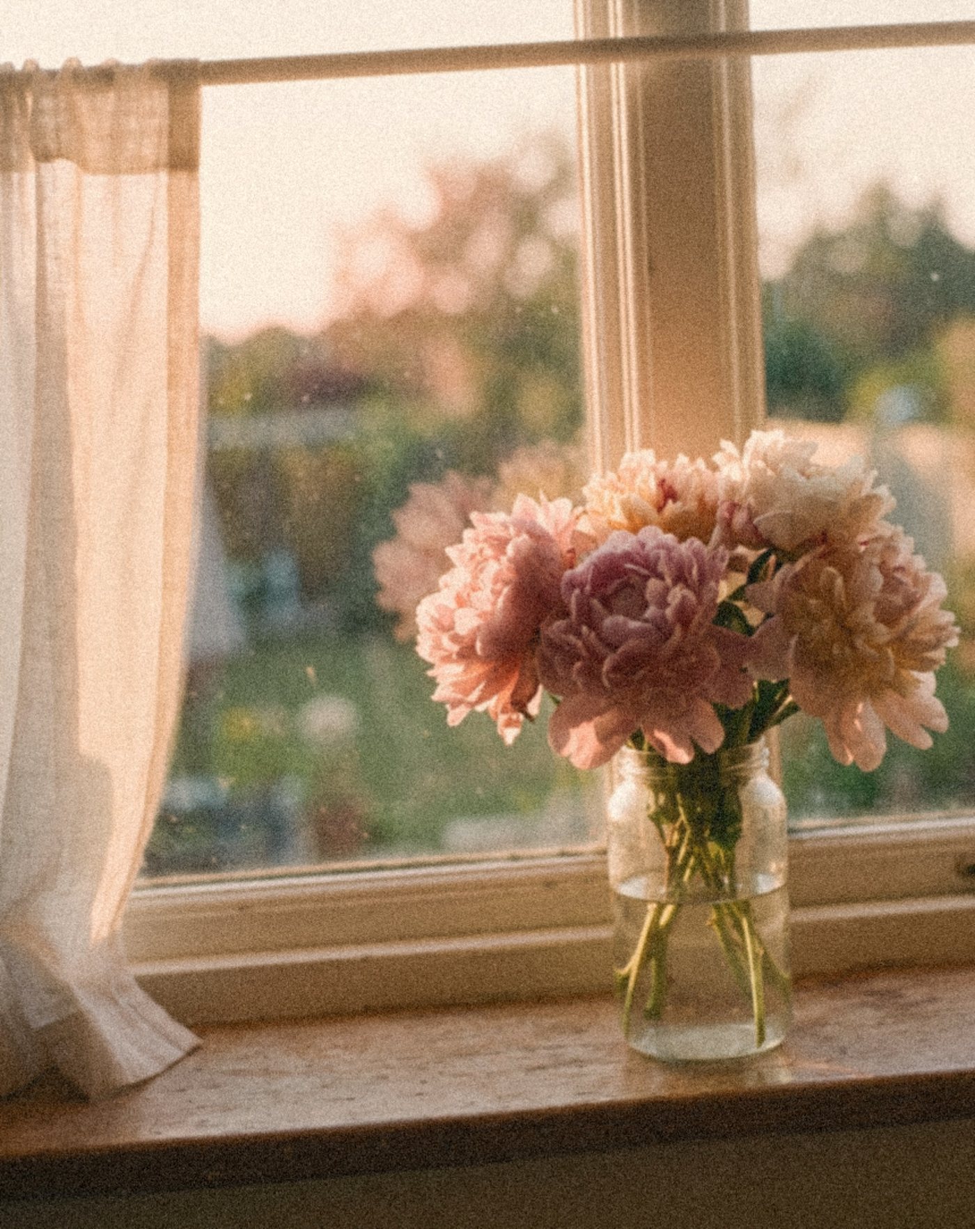 Pink flowers in a glass jar on a sunny windowsill